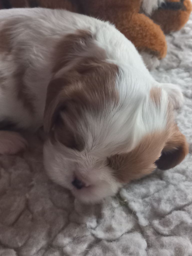 de la Prevote de Saint Vaast - Chiot disponible  - Cavalier King Charles Spaniel