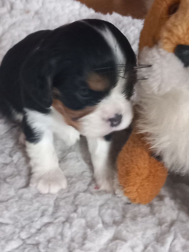 de la Prevote de Saint Vaast - Chiot disponible  - Cavalier King Charles Spaniel