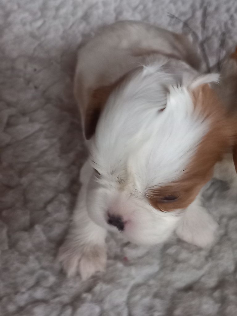 de la Prevote de Saint Vaast - Chiot disponible  - Cavalier King Charles Spaniel