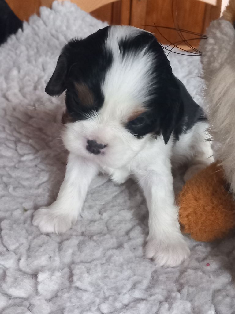 de la Prevote de Saint Vaast - Chiot disponible  - Cavalier King Charles Spaniel