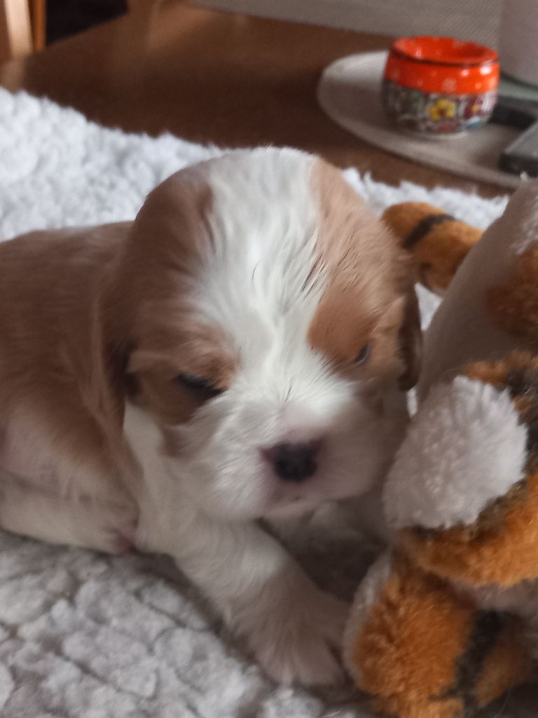 de la Prevote de Saint Vaast - Chiot disponible  - Cavalier King Charles Spaniel