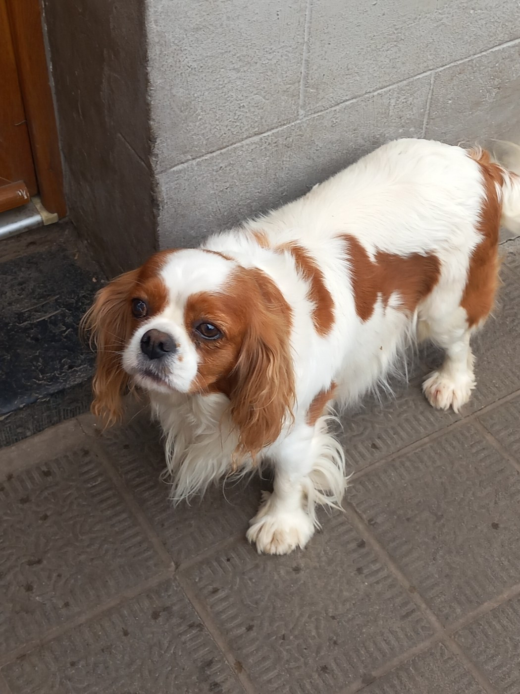 Scarlett de la Prevote de Saint Vaast