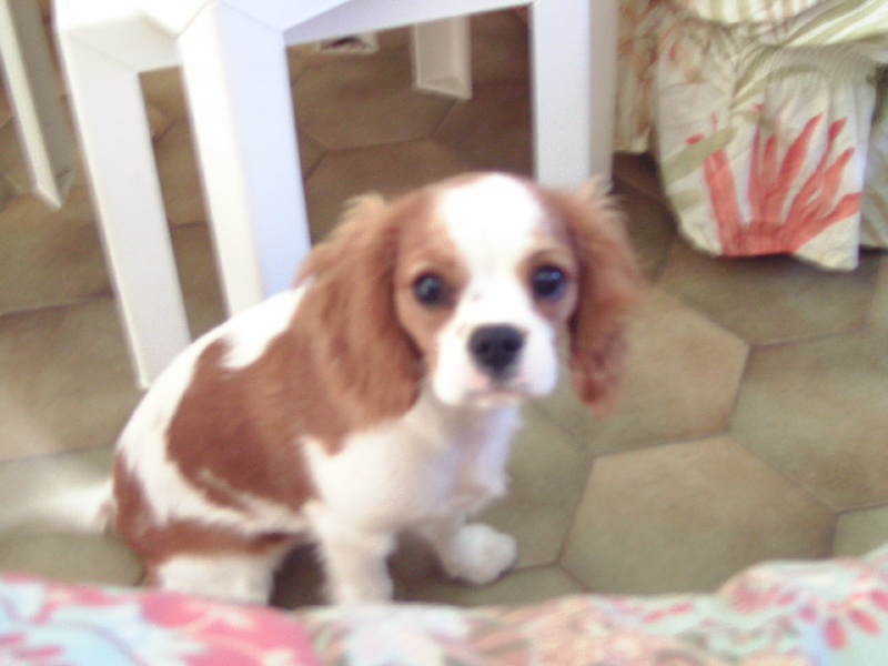 cavalier king charles