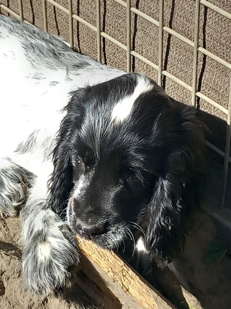 de la Prevote de Saint Vaast - Chiots disponibles - Cocker Spaniel Anglais