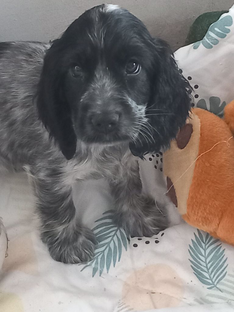 de la Prevote de Saint Vaast - Chiots disponibles - Cocker Spaniel Anglais