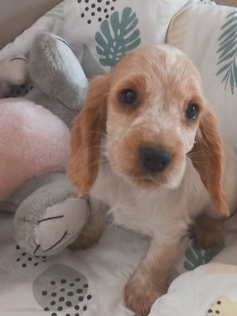 de la Prevote de Saint Vaast - Chiots disponibles - Cocker Spaniel Anglais