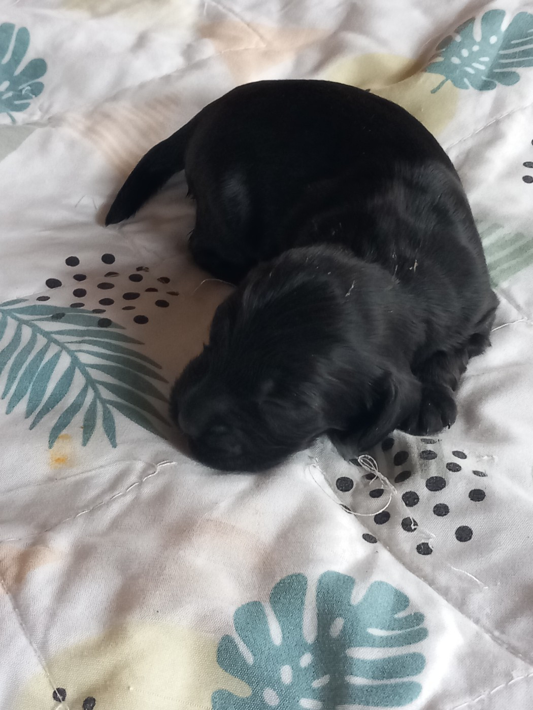 de la Prevote de Saint Vaast - Cocker Spaniel Anglais - Portée née le 20/10/2025