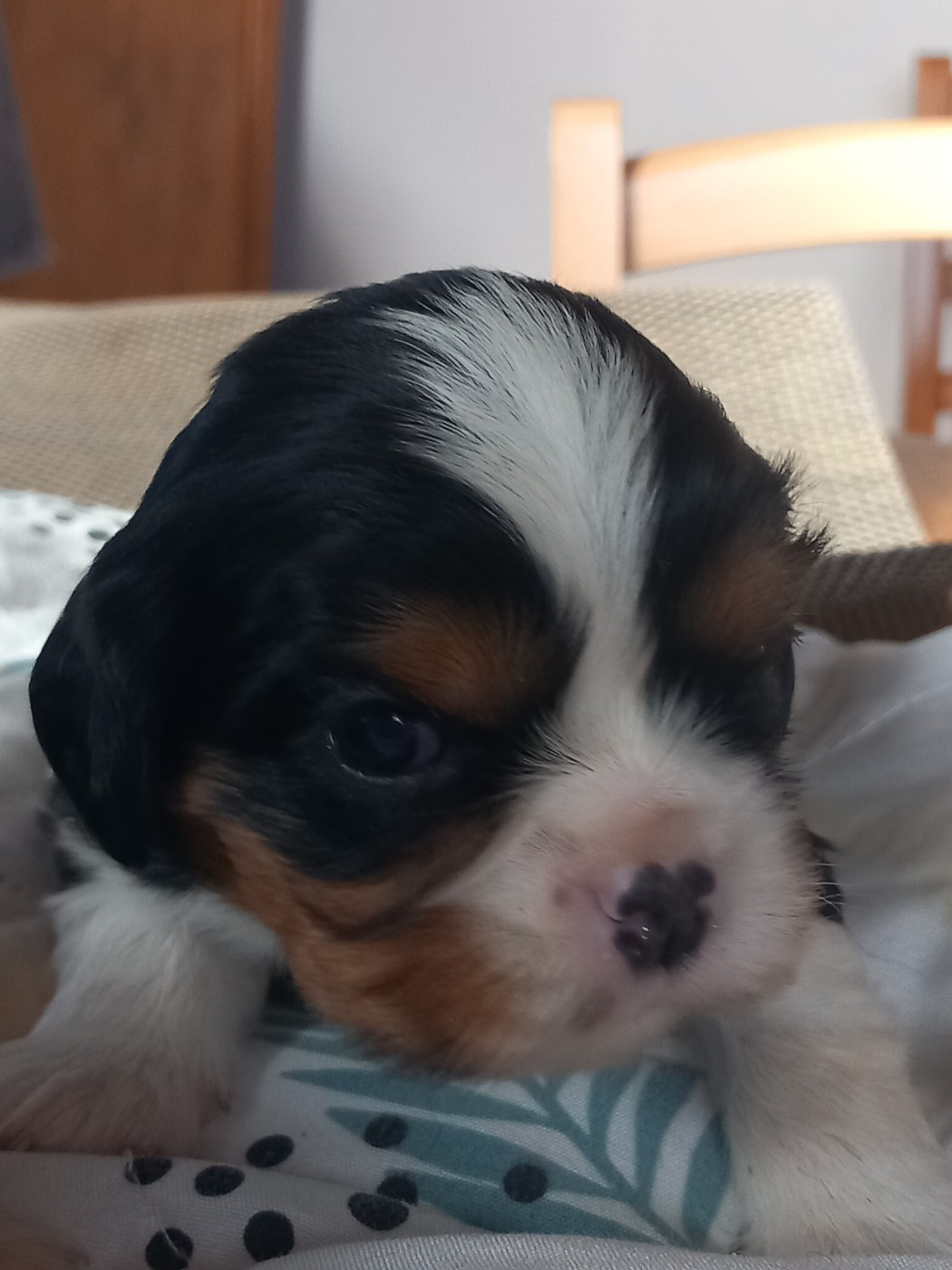 de la Prevote de Saint Vaast - Chiots disponibles - Cavalier King Charles Spaniel