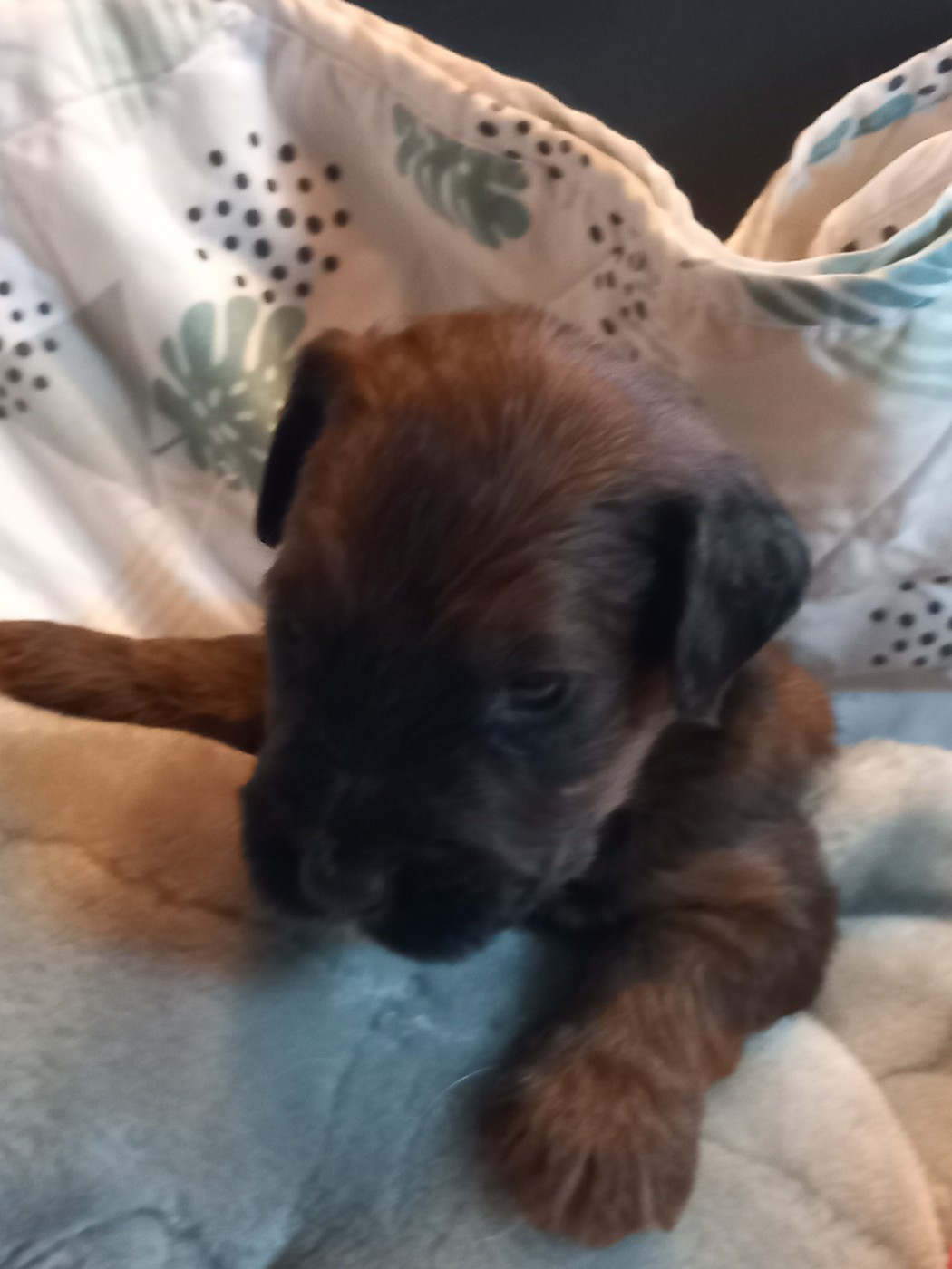 de la Prevote de Saint Vaast - Chiots disponibles - Berger de Brie