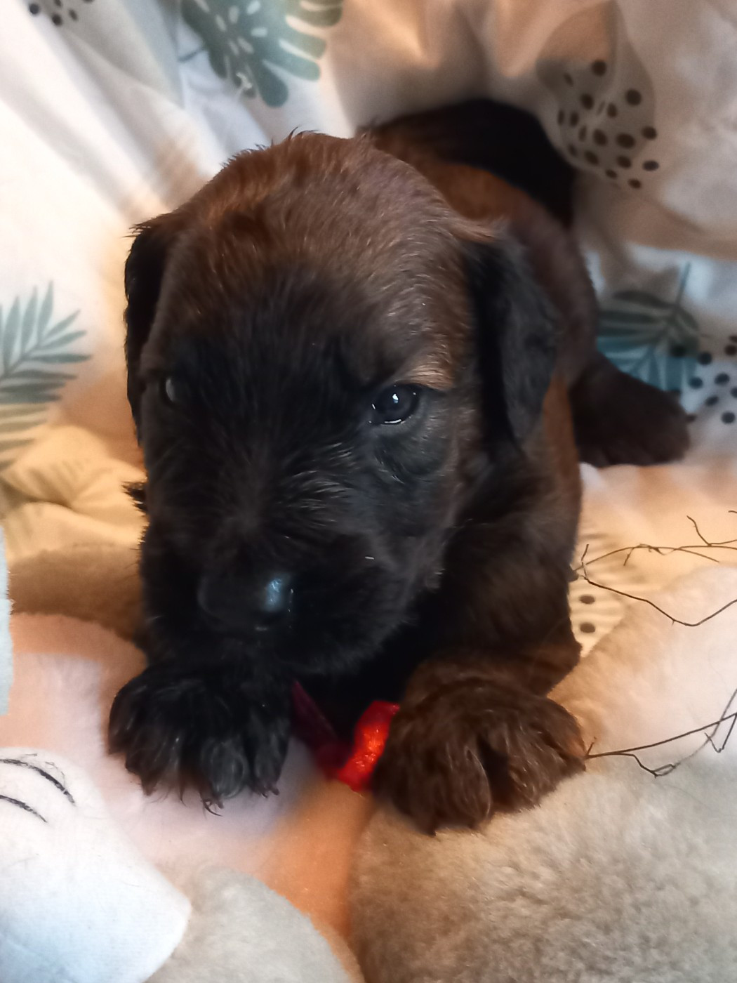 de la Prevote de Saint Vaast - Chiots disponibles - Berger de Brie