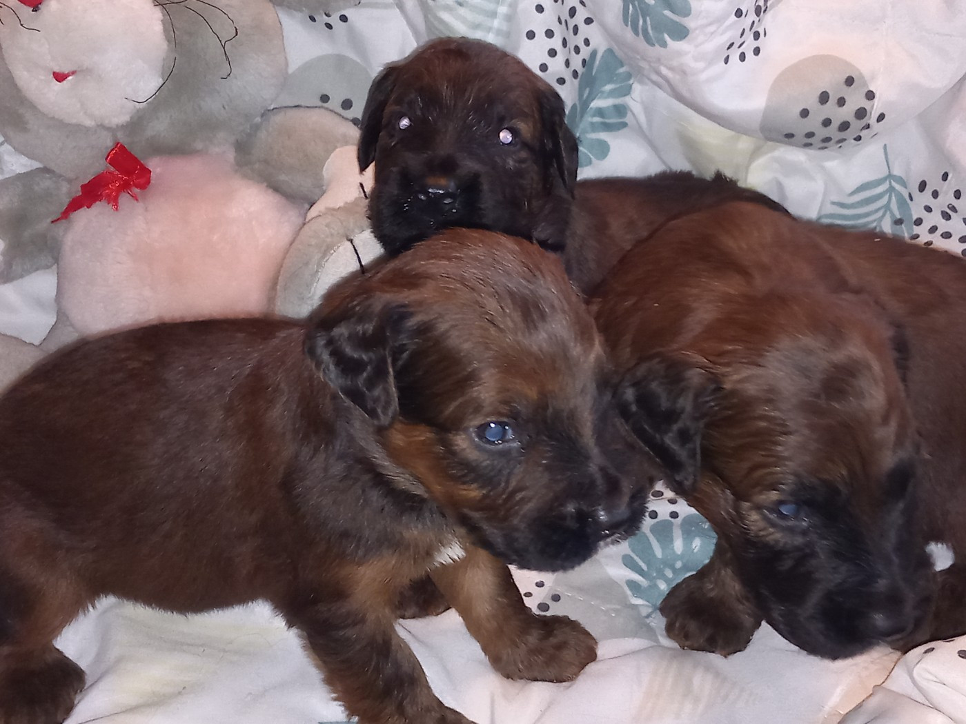 de la Prevote de Saint Vaast - Chiots disponibles - Berger de Brie