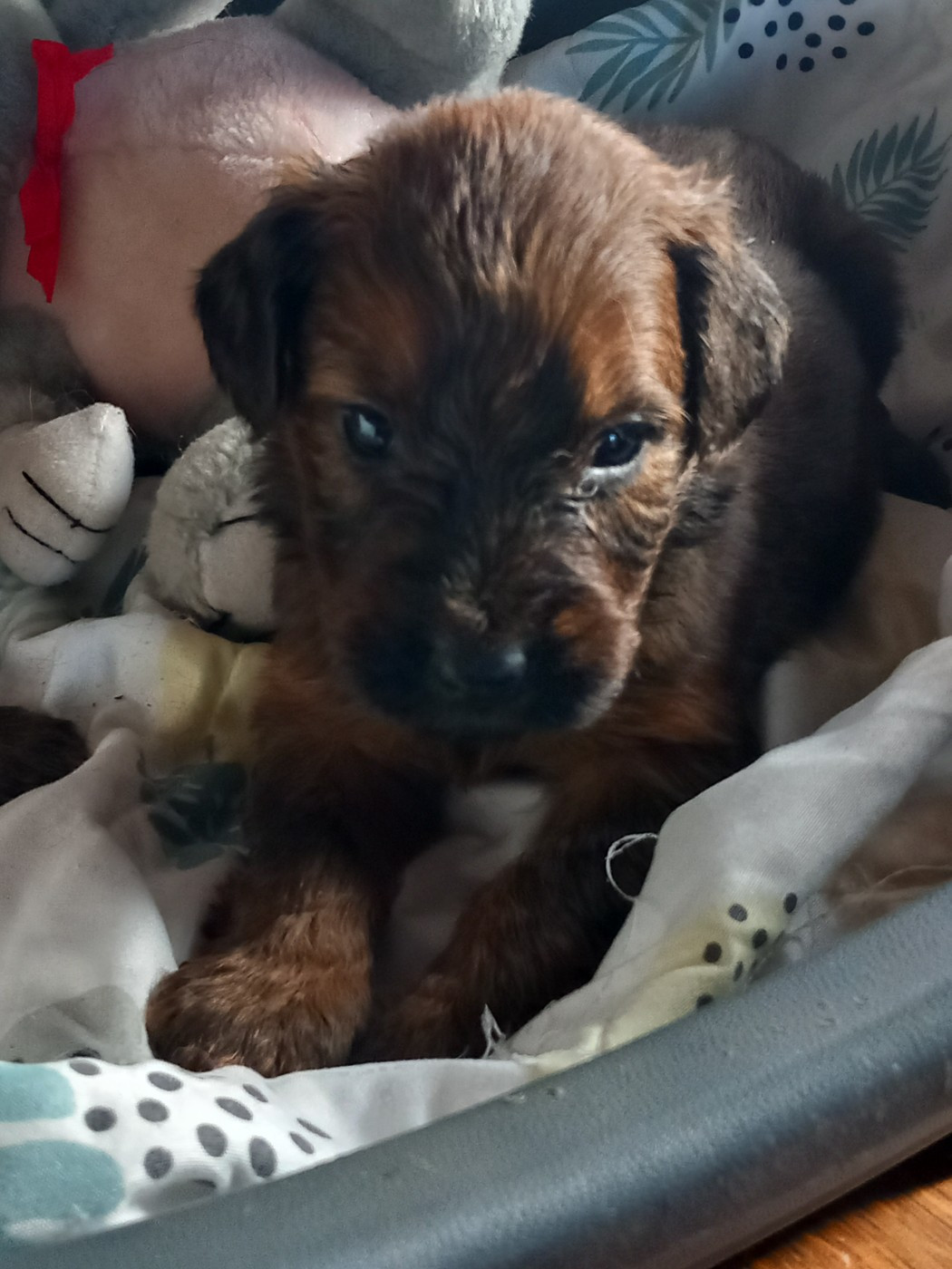 de la Prevote de Saint Vaast - Chiots disponibles - Berger de Brie