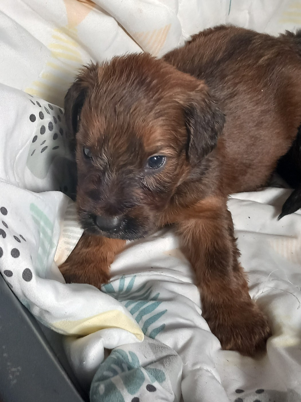 de la Prevote de Saint Vaast - Chiots disponibles - Berger de Brie