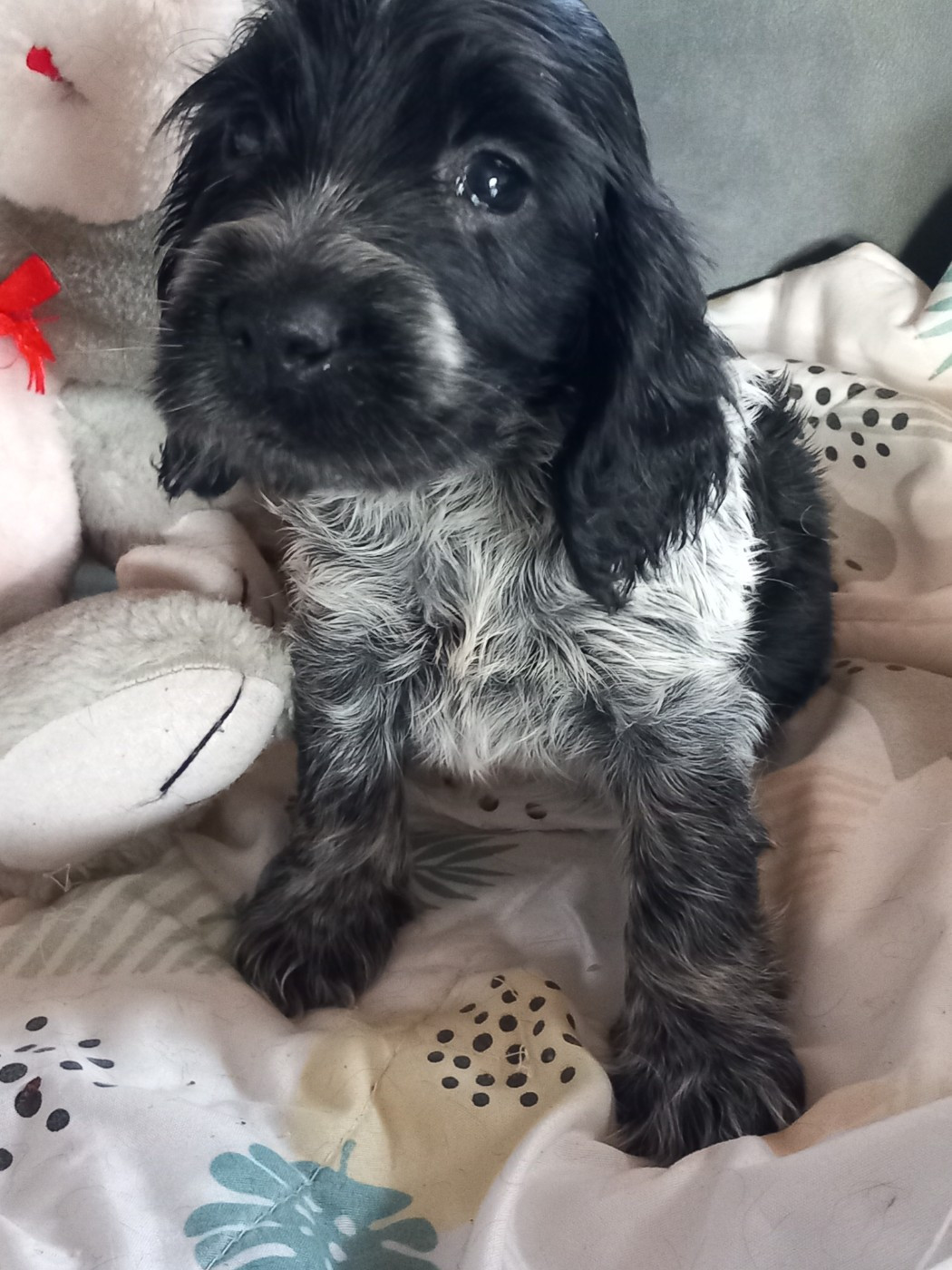 de la Prevote de Saint Vaast - Chiots disponibles - Cocker Spaniel Anglais