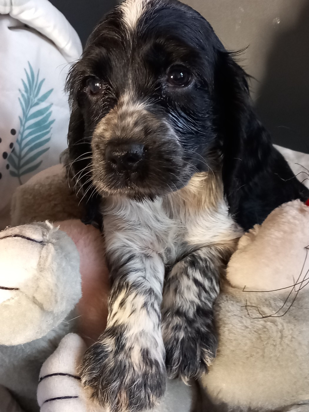 de la Prevote de Saint Vaast - Chiots disponibles - Cocker Spaniel Anglais