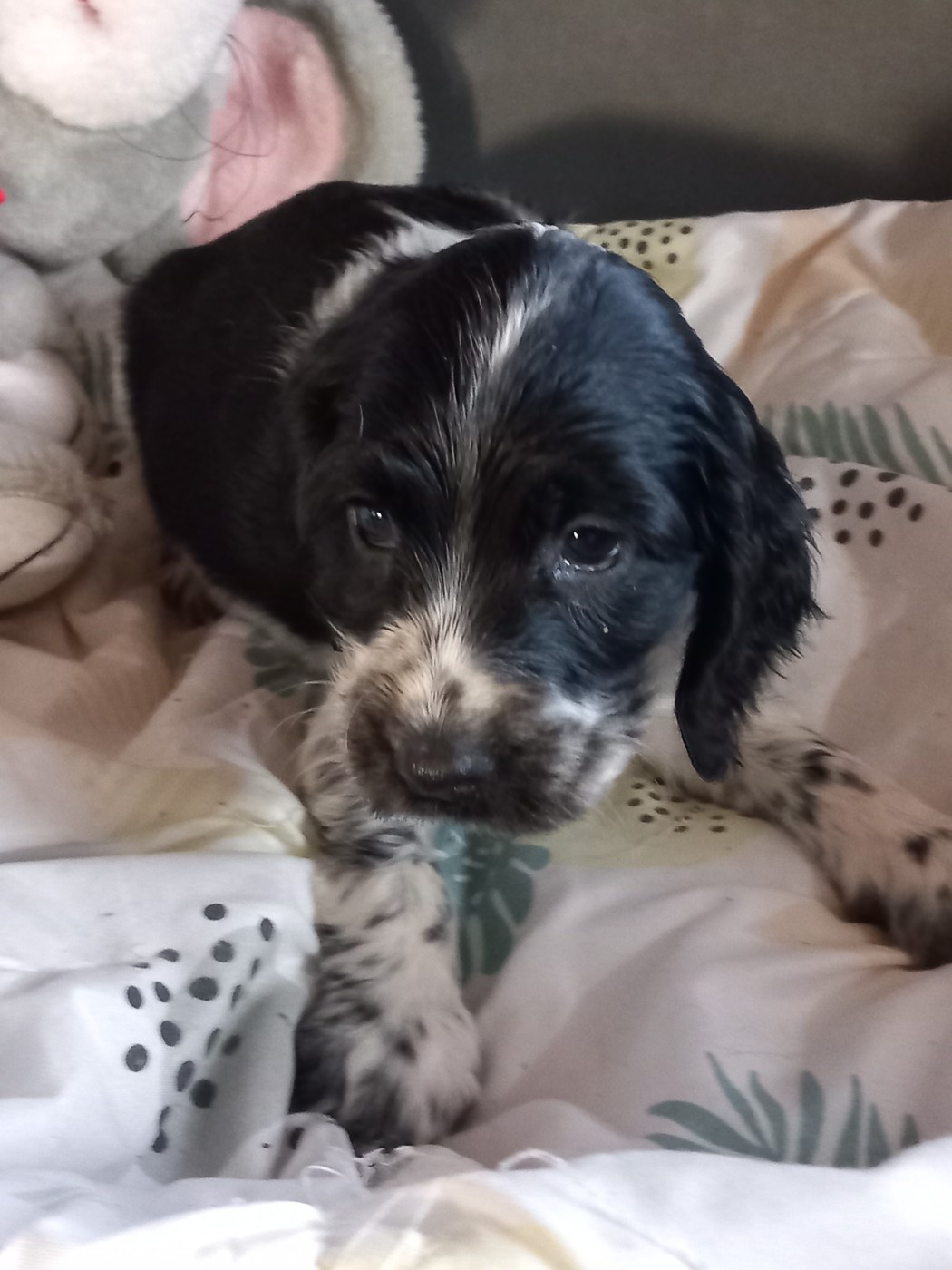 de la Prevote de Saint Vaast - Chiots disponibles - Cocker Spaniel Anglais