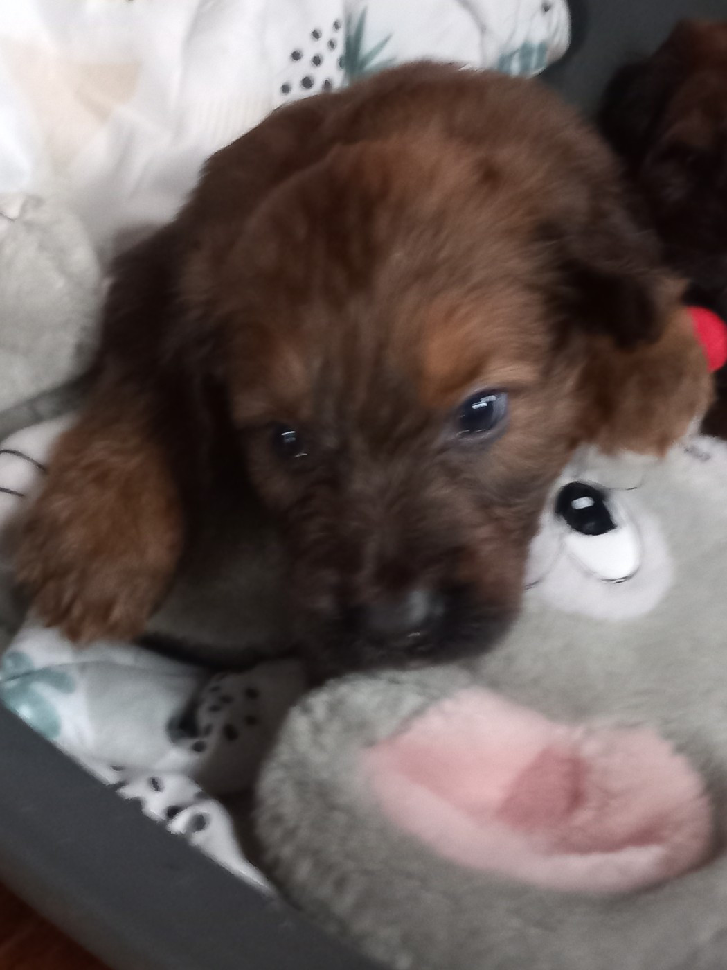 de la Prevote de Saint Vaast - Chiots disponibles - Berger de Brie