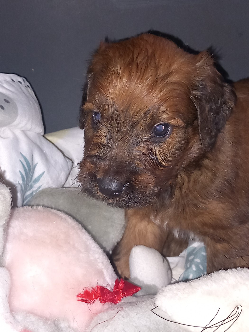 de la Prevote de Saint Vaast - Chiots disponibles - Berger de Brie