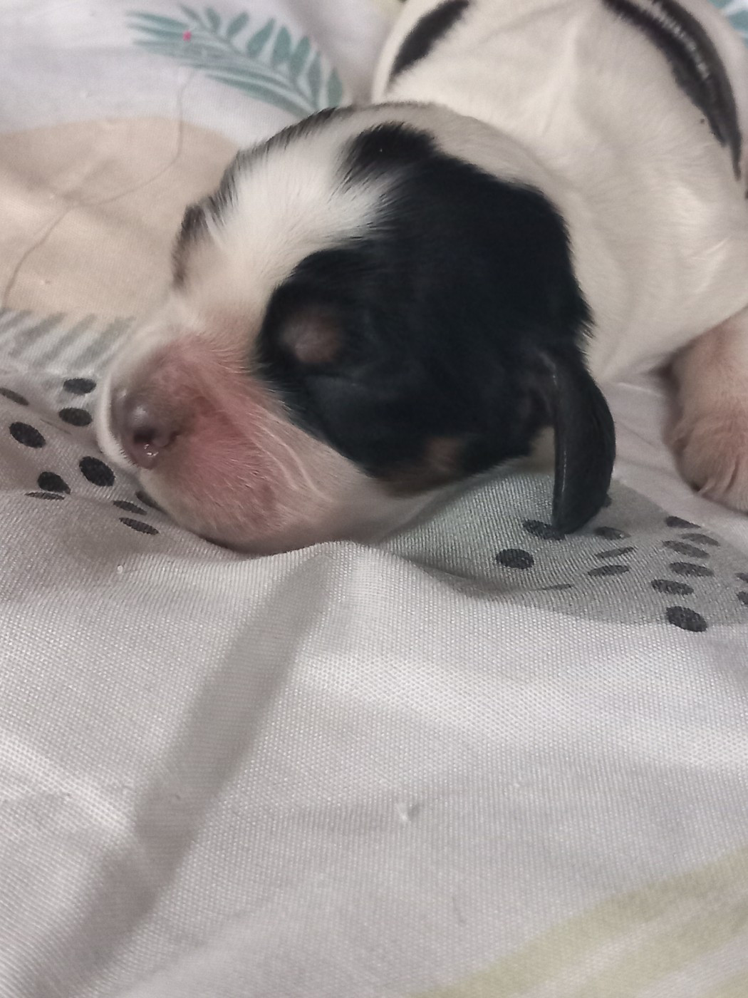 de la Prevote de Saint Vaast - Cocker Spaniel Anglais - Portée née le 30/01/2026