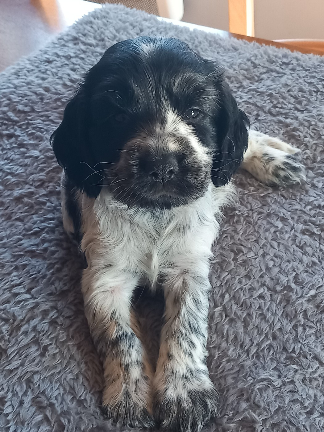 de la Prevote de Saint Vaast - Chiots disponibles - Cocker Spaniel Anglais