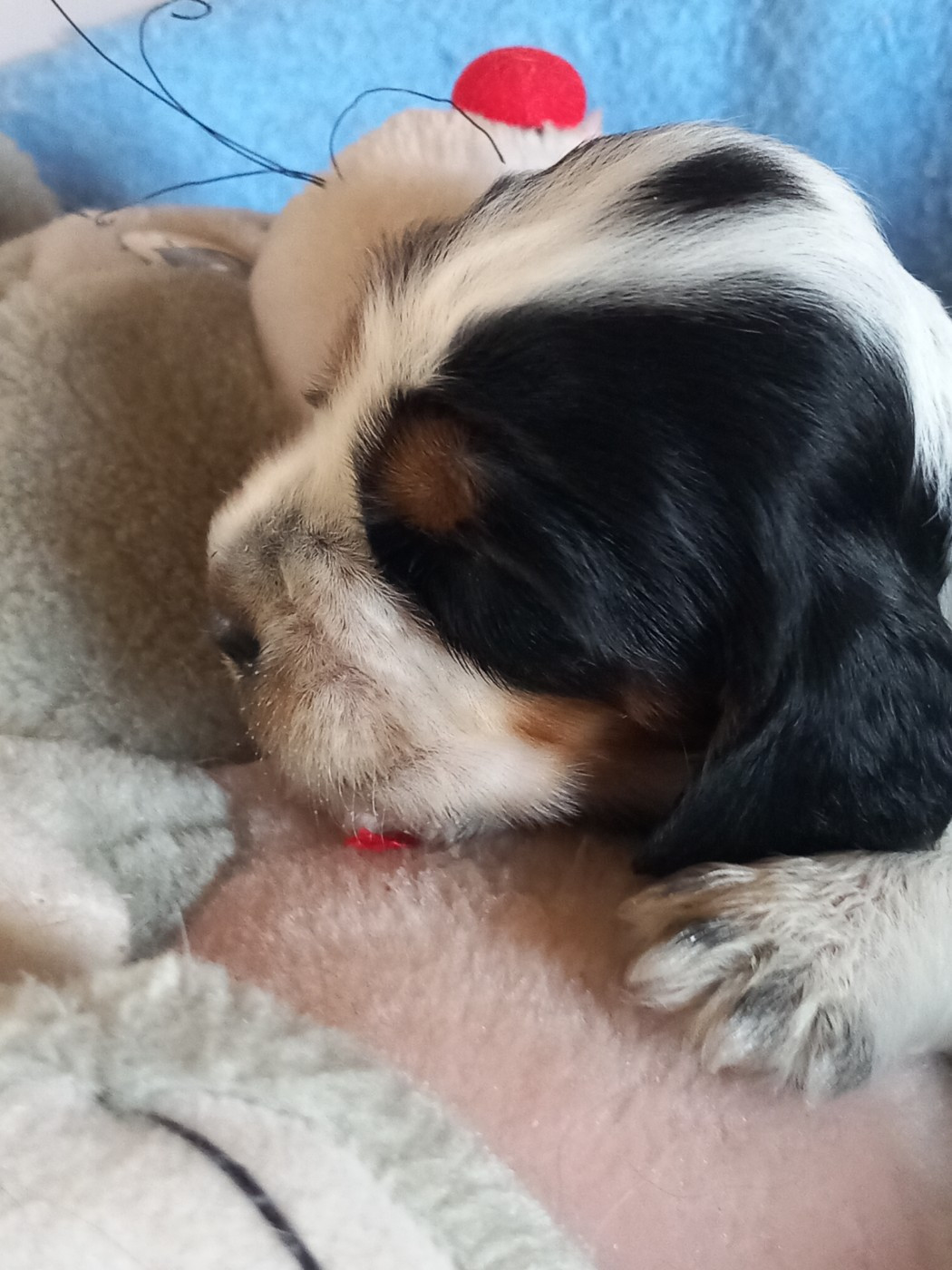 de la Prevote de Saint Vaast - Chiots disponibles - Cocker Spaniel Anglais