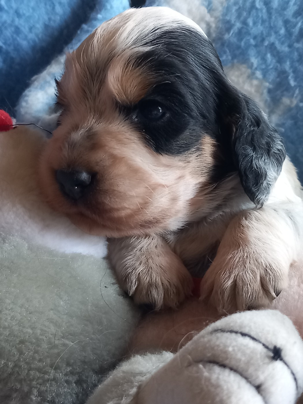 de la Prevote de Saint Vaast - Chiots disponibles - Cocker Spaniel Anglais