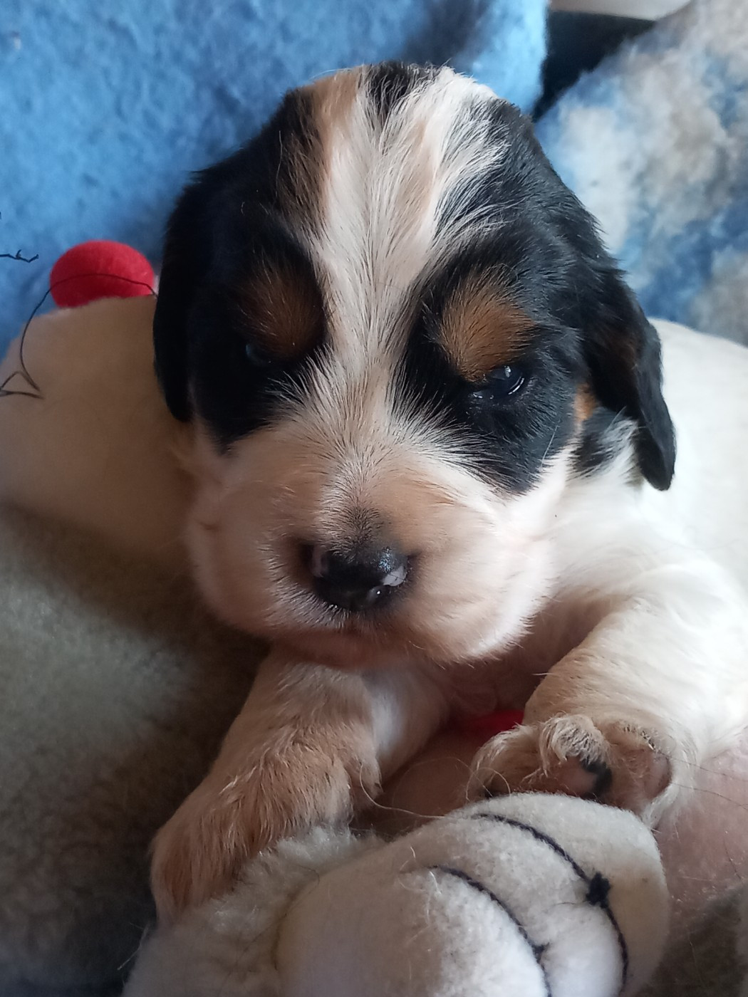 de la Prevote de Saint Vaast - Chiots disponibles - Cocker Spaniel Anglais