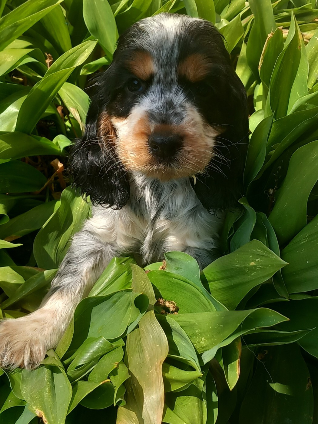 de la Prevote de Saint Vaast - Chiots disponibles - Cocker Spaniel Anglais