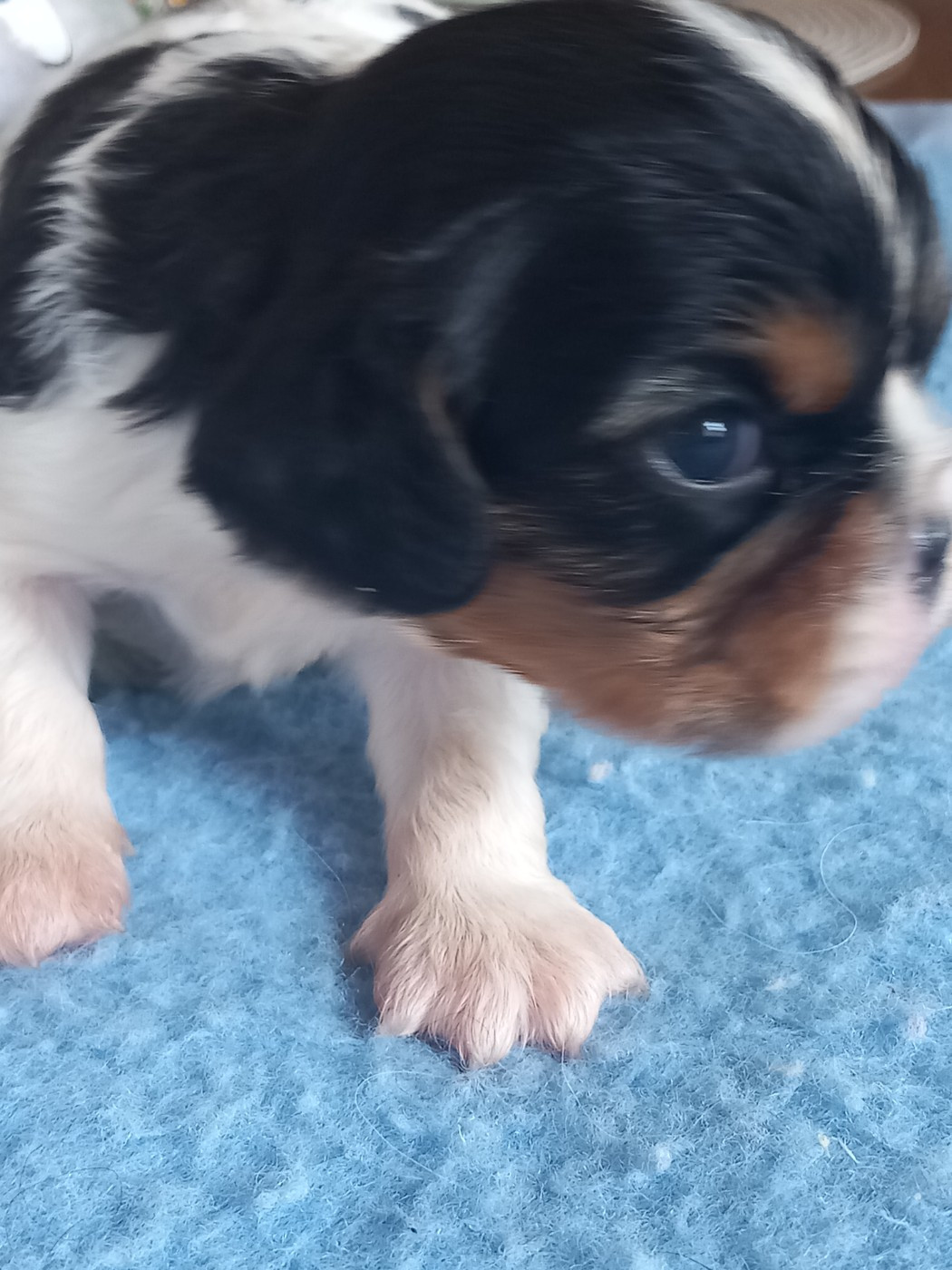 de la Prevote de Saint Vaast - Chiots disponibles - Cavalier King Charles Spaniel