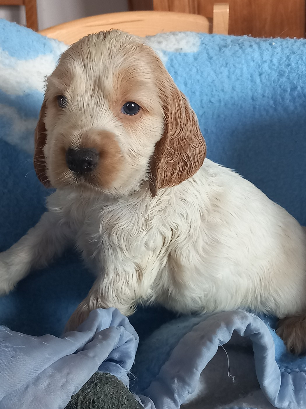 de la Prevote de Saint Vaast - Cocker Spaniel Anglais - Portée née le 15/04/2026