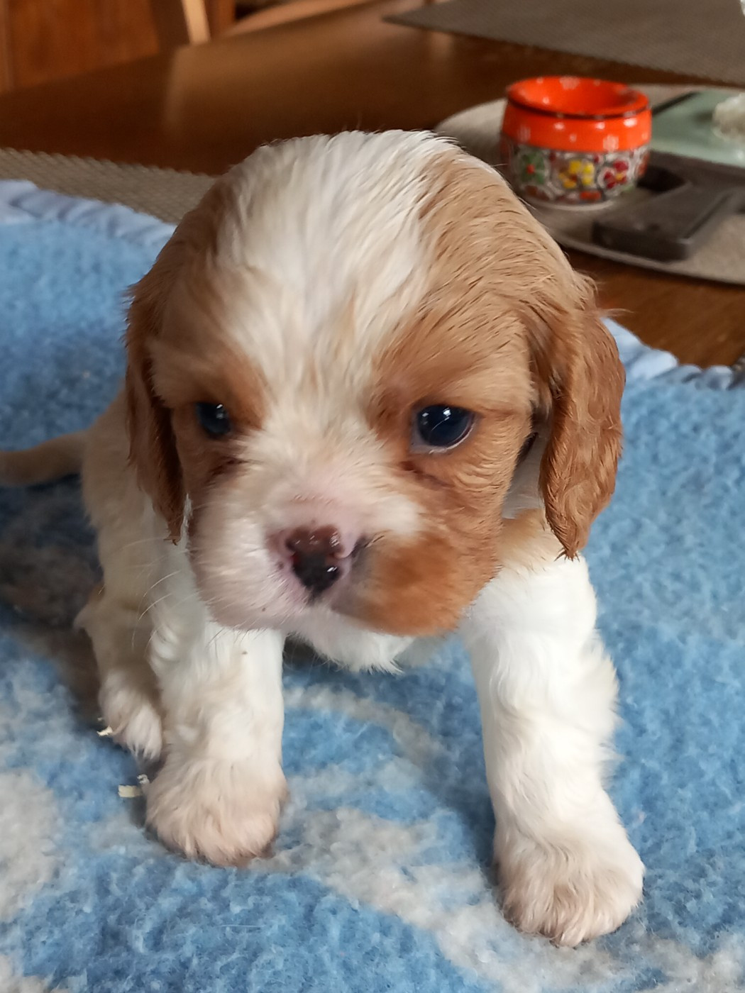 de la Prevote de Saint Vaast - Chiots disponibles - Cavalier King Charles Spaniel