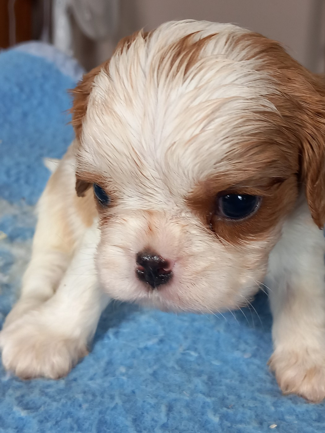 de la Prevote de Saint Vaast - Chiots disponibles - Cavalier King Charles Spaniel