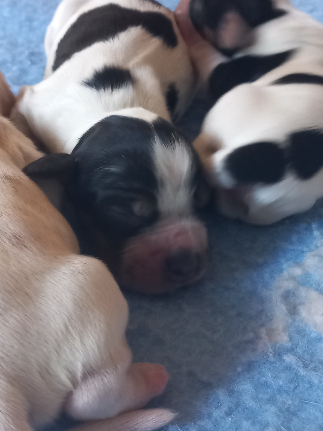 de la Prevote de Saint Vaast - Chiots disponibles - Cocker Spaniel Anglais