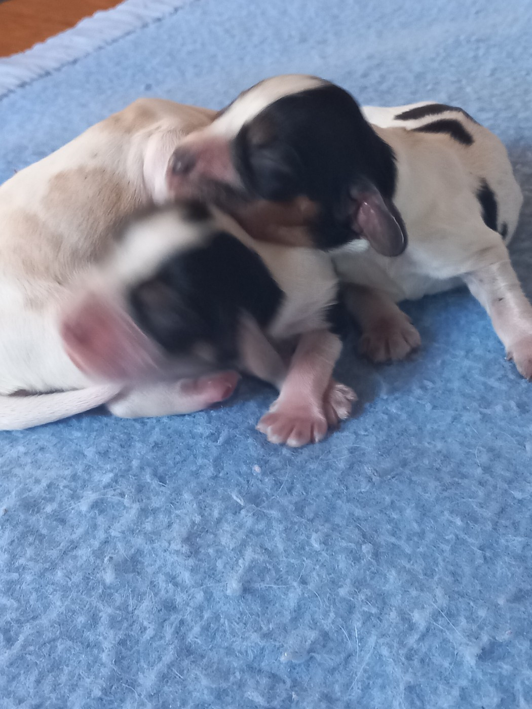 de la Prevote de Saint Vaast - Chiots disponibles - Cocker Spaniel Anglais
