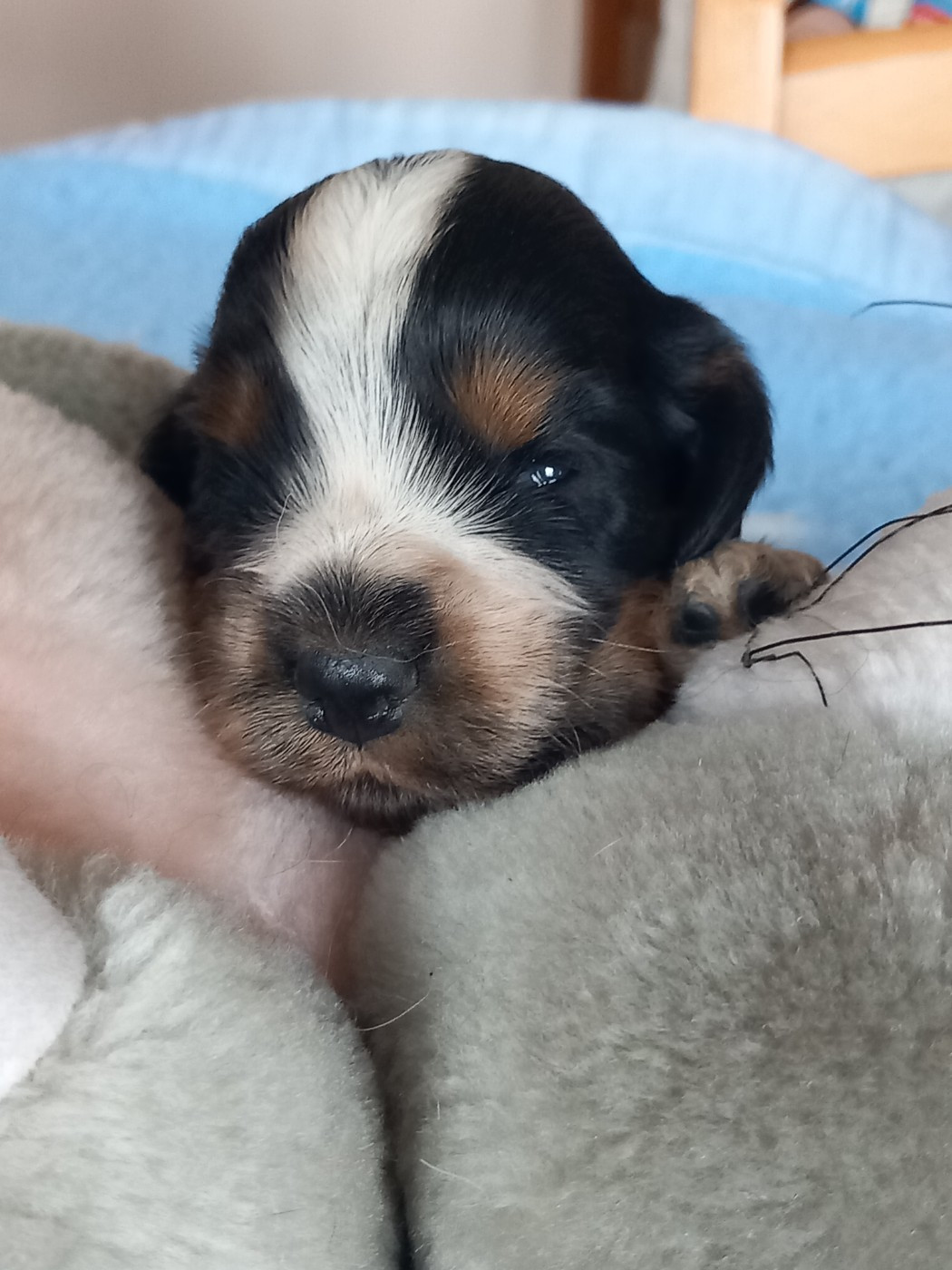 de la Prevote de Saint Vaast - Chiots disponibles - Cocker Spaniel Anglais