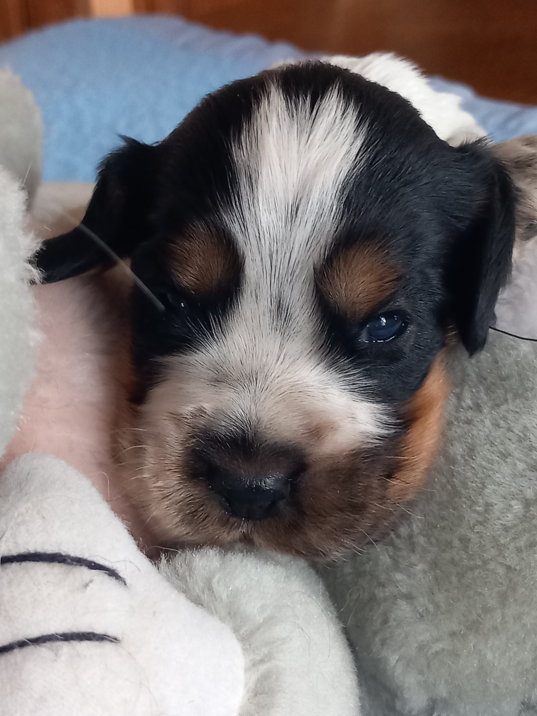 de la Prevote de Saint Vaast - Chiots disponibles - Cocker Spaniel Anglais