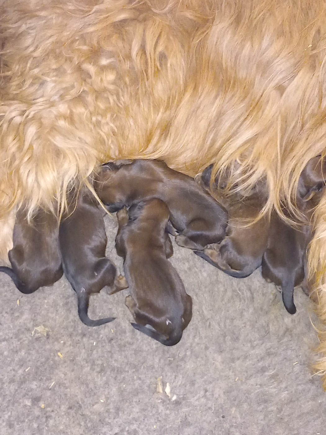 de la Prevote de Saint Vaast - Chiots disponibles - Berger de Brie