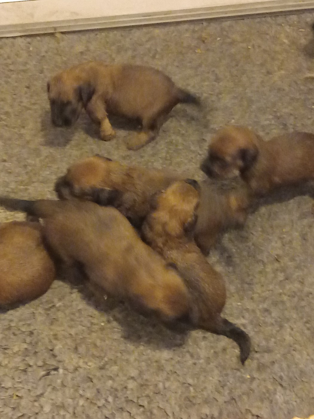 de la Prevote de Saint Vaast - Chiots disponibles - Berger de Brie