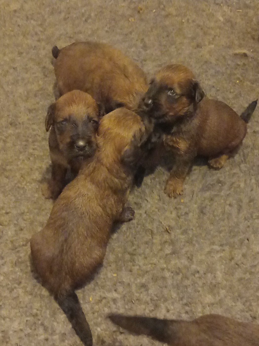 de la Prevote de Saint Vaast - Chiots disponibles - Berger de Brie