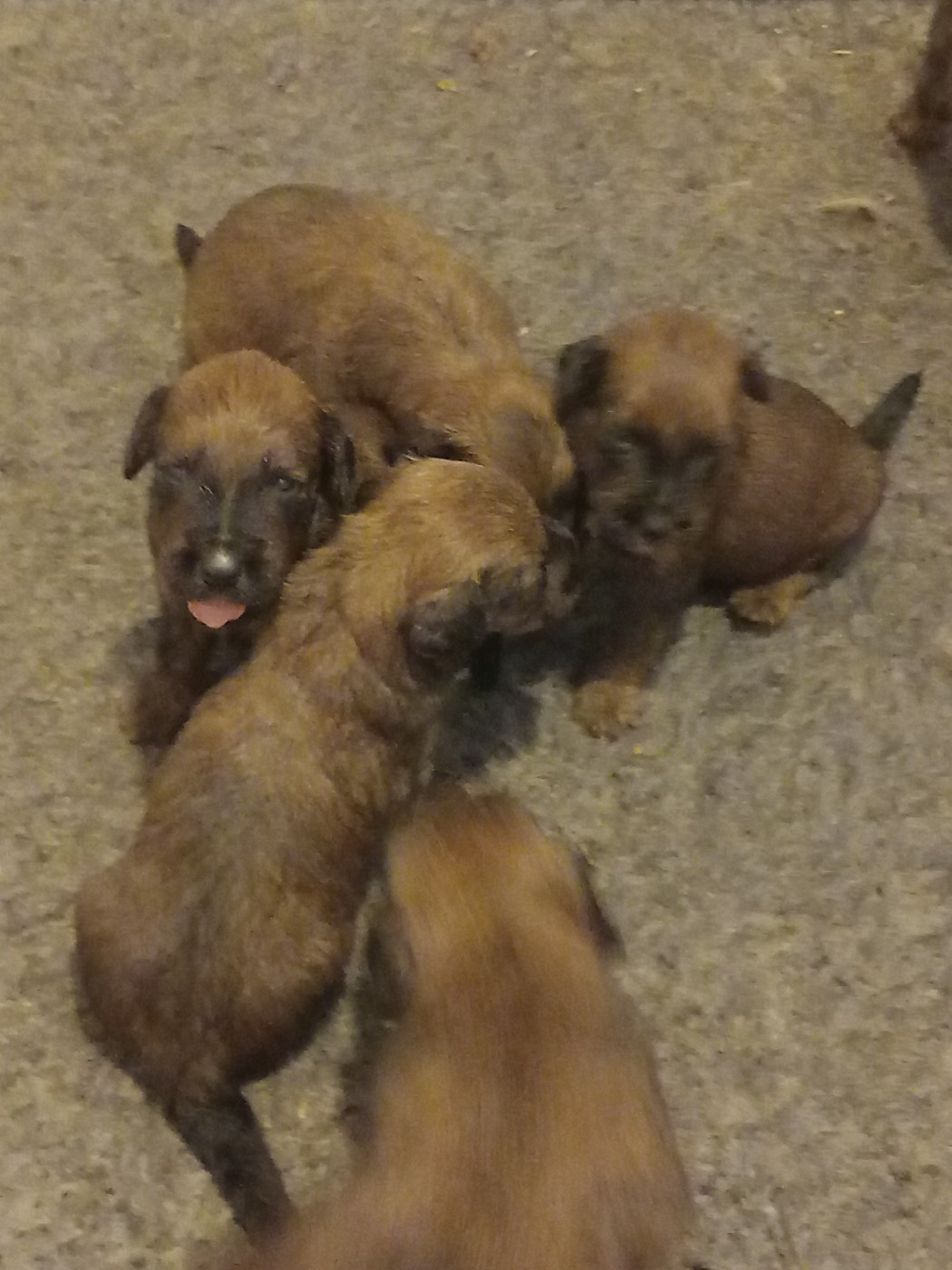 de la Prevote de Saint Vaast - Chiots disponibles - Berger de Brie