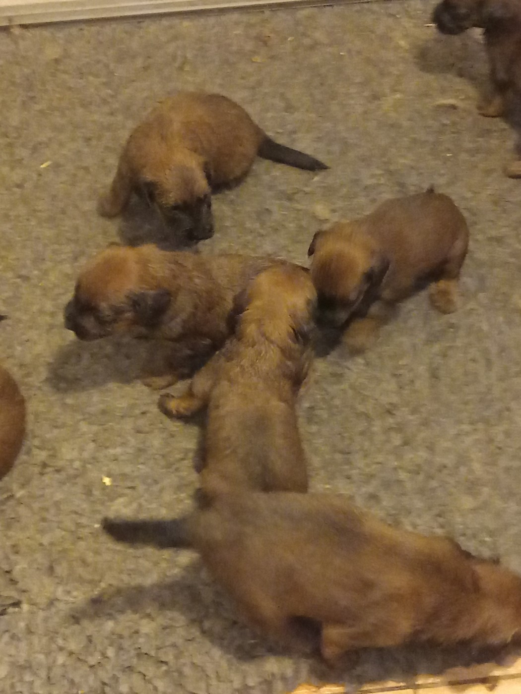 de la Prevote de Saint Vaast - Chiots disponibles - Berger de Brie