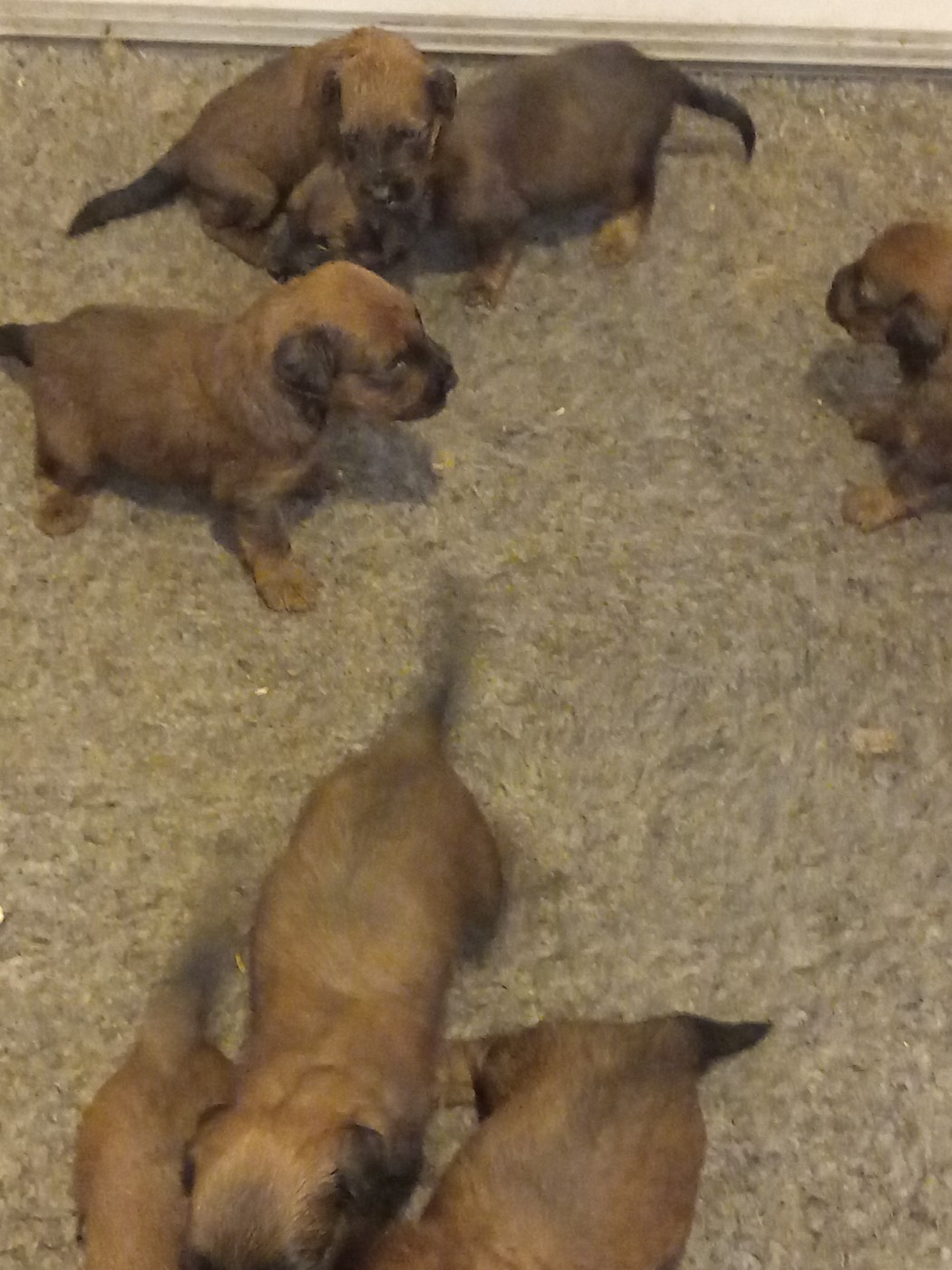 de la Prevote de Saint Vaast - Chiots disponibles - Berger de Brie