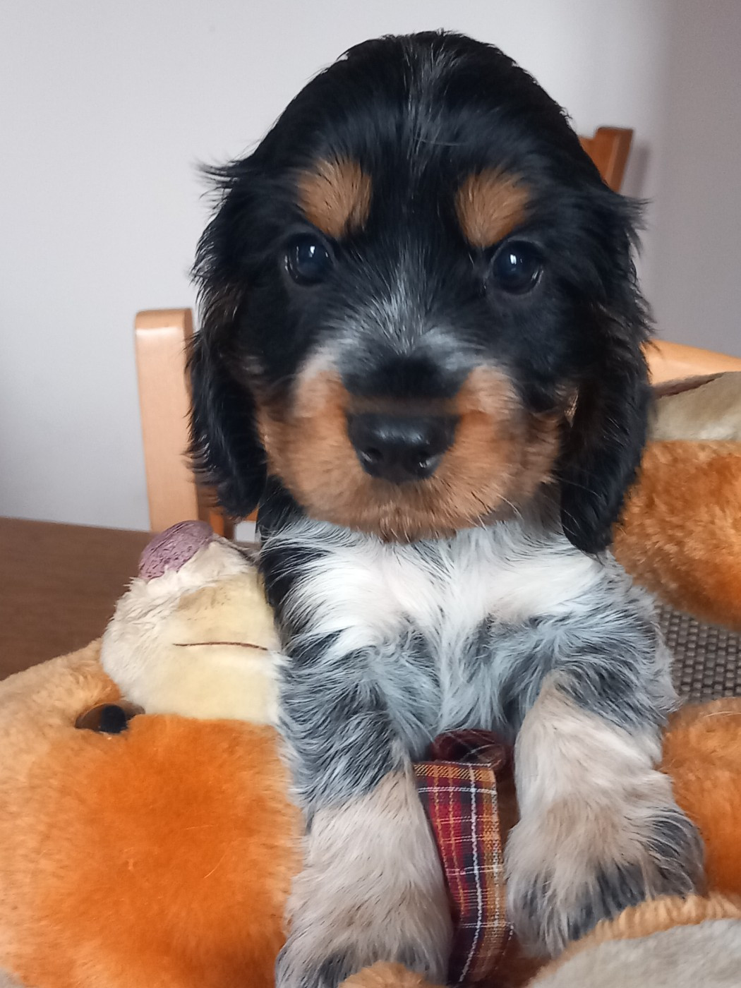 de la Prevote de Saint Vaast - Chiots disponibles - Cocker Spaniel Anglais