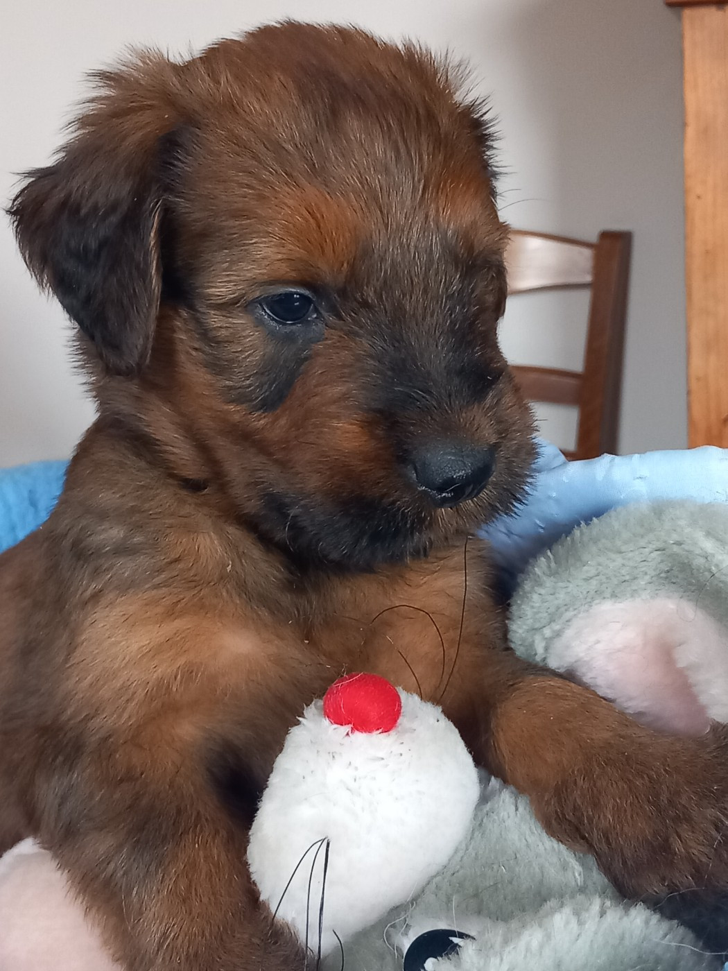 de la Prevote de Saint Vaast - Chiots disponibles - Berger de Brie