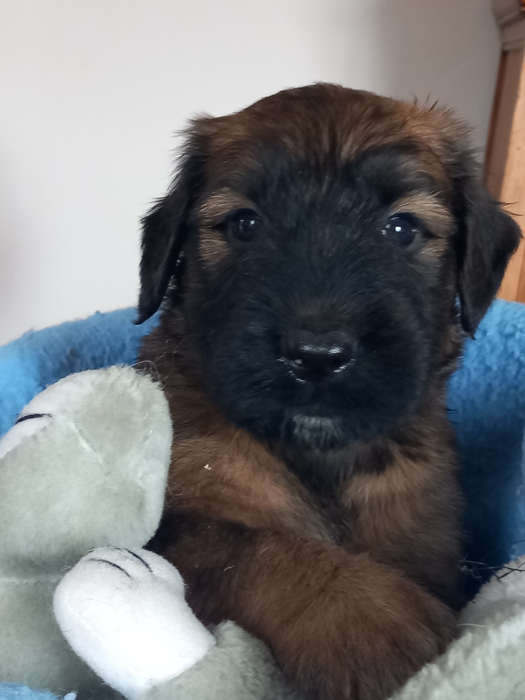 de la Prevote de Saint Vaast - Chiots disponibles - Berger de Brie