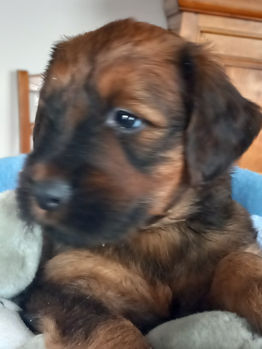de la Prevote de Saint Vaast - Chiots disponibles - Berger de Brie