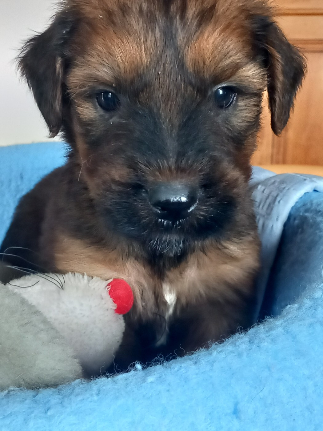 de la Prevote de Saint Vaast - Chiots disponibles - Berger de Brie