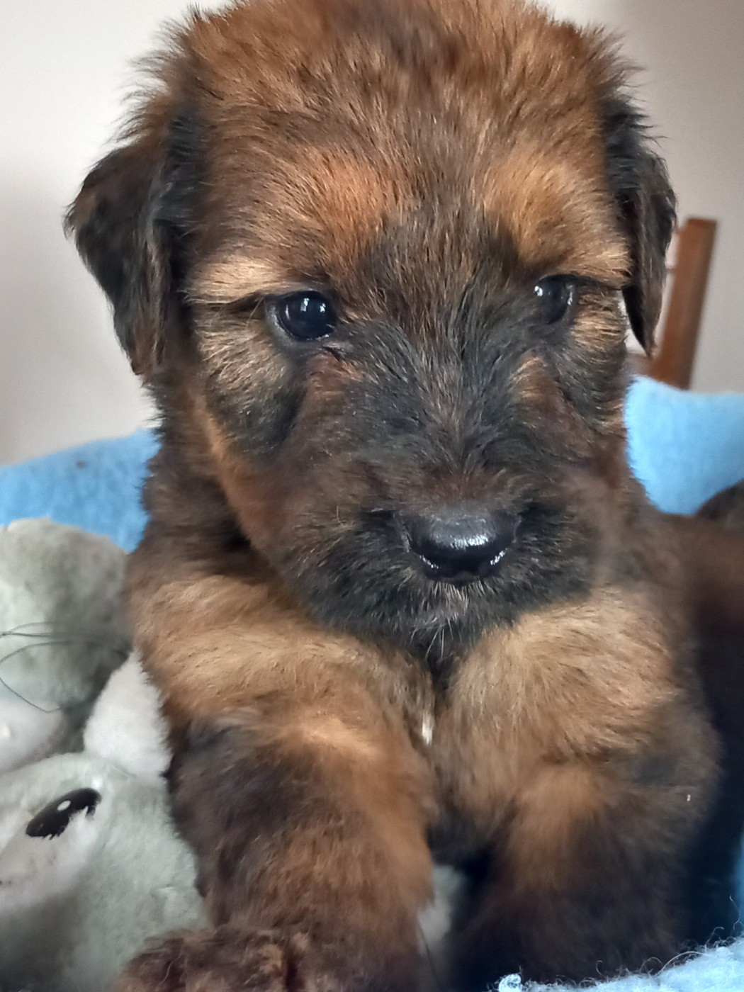 de la Prevote de Saint Vaast - Chiots disponibles - Berger de Brie