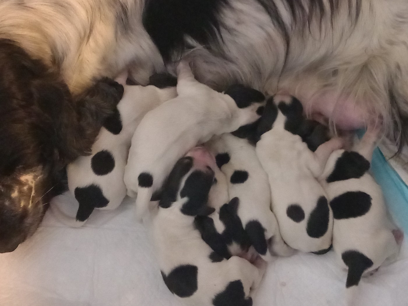 de la Prevote de Saint Vaast - Chiots disponibles - Cocker Spaniel Anglais