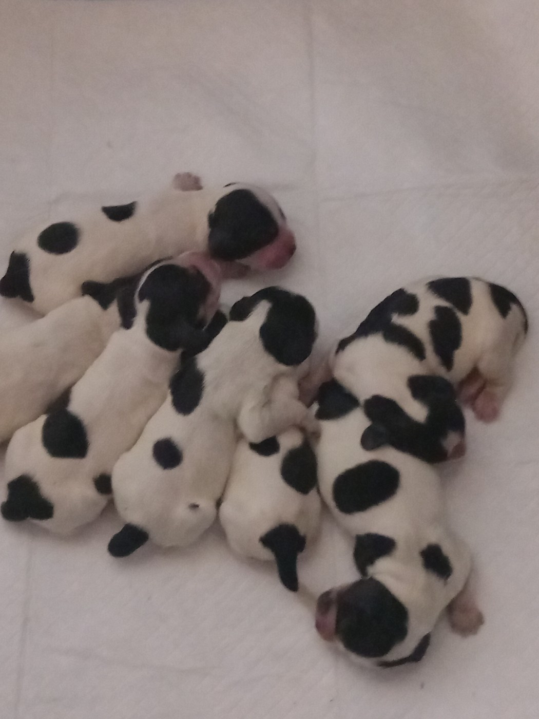 de la Prevote de Saint Vaast - Chiots disponibles - Cocker Spaniel Anglais